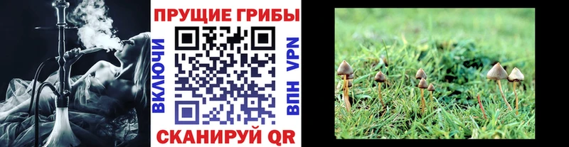 Галлюциногенные грибы мицелий Сланцы